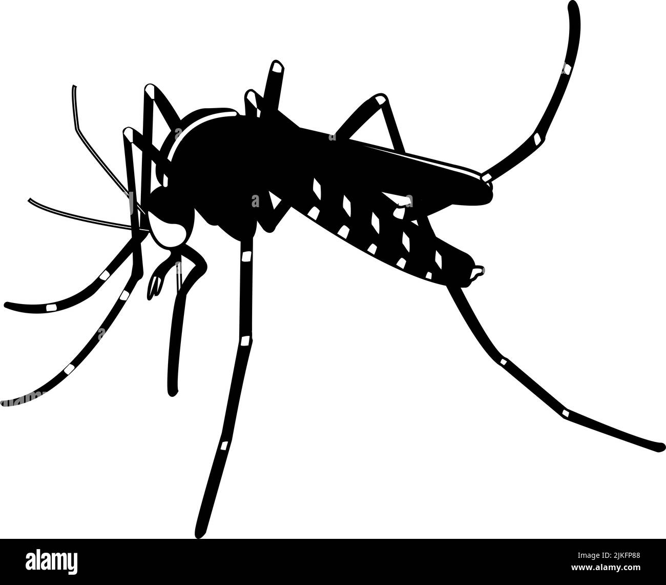 Illustrazione di una zanzara. Asian Tiger mosquito disegnare, immagine in bianco e nero. Foto Stock