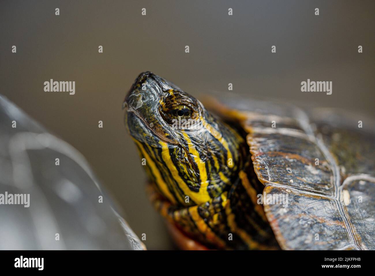 Un primo piano di tartaruga dipinta con la testa su sfondo sfocato Foto Stock