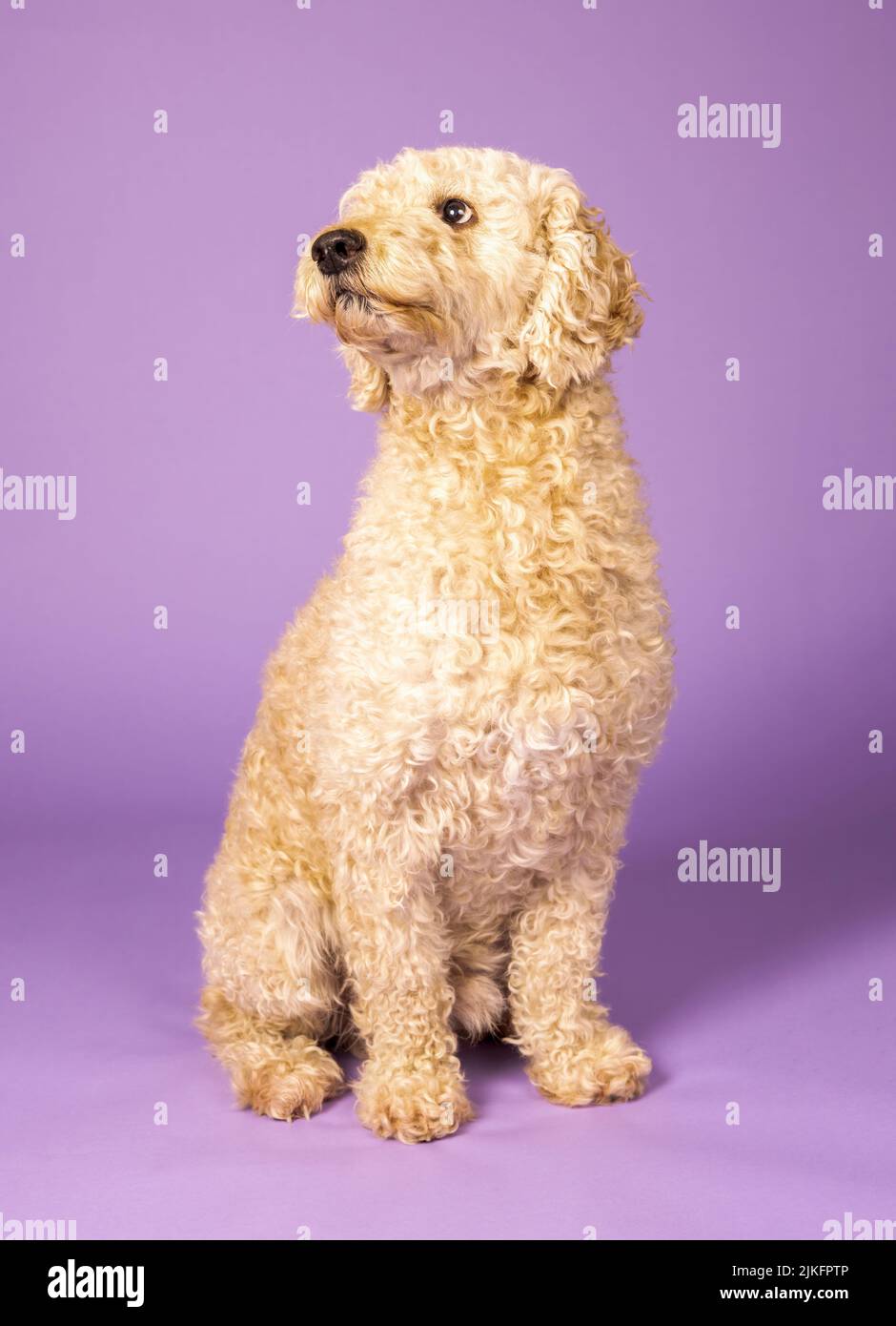 Un bel cane Labradoodle beige, fotografato in uno studio e guardando verso la macchina fotografica. Fotografato su sfondo viola Foto Stock