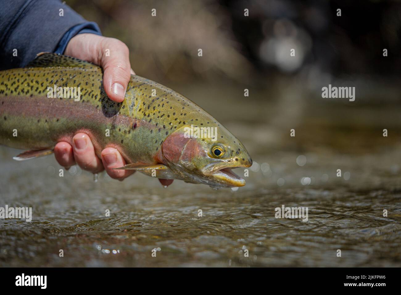 Un primo piano di mani umane che tengono la trota di taglio di Westslope sopra l'acqua Foto Stock