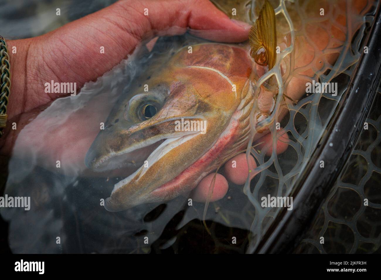 Una mano umana che tiene la testa di trota di taglio di Lahontan nella rete in acqua Foto Stock