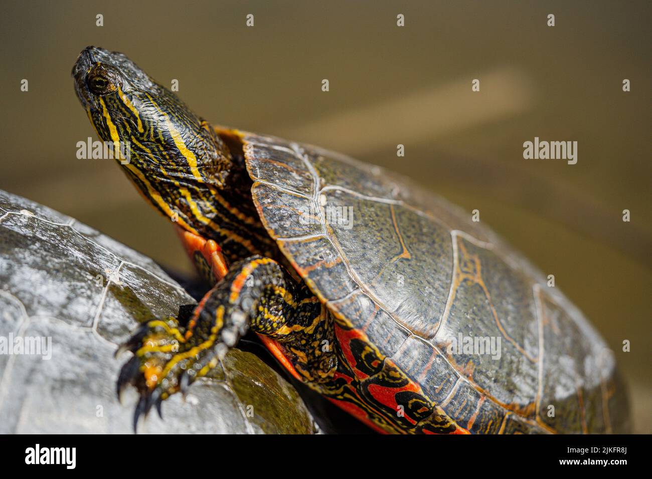 Una foto selettiva di tartaruga dipinta con la testa appoggiata sul guscio di un'altra tartaruga Foto Stock