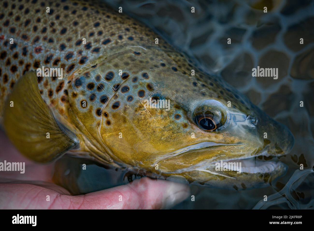 Una mano umana che tiene la testa di trota di taglio di Lahontan nella rete in acqua Foto Stock