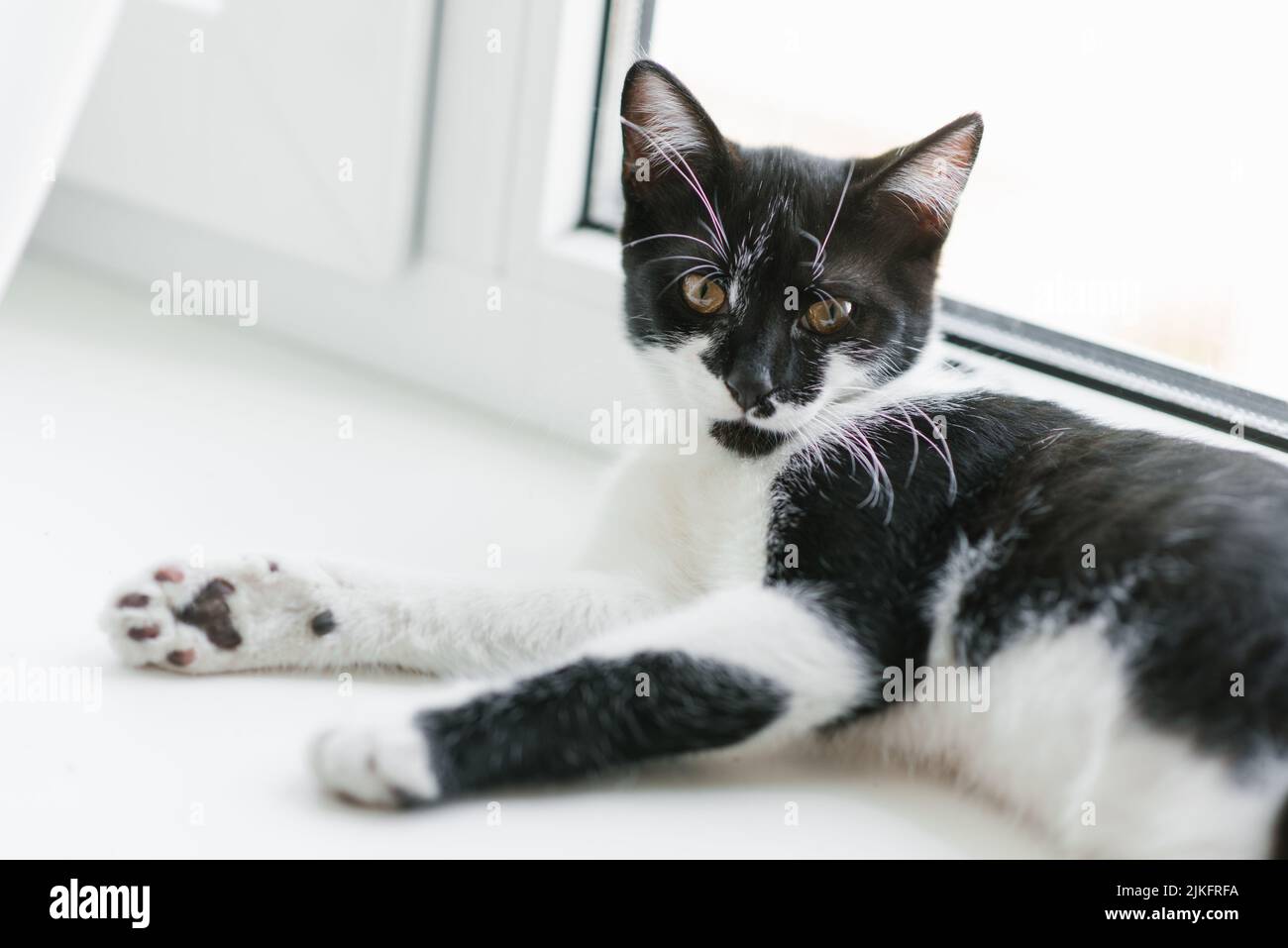 Un bel gattino in bianco e nero si trova sulla finestra. Il tuo animale domestico preferito Foto Stock