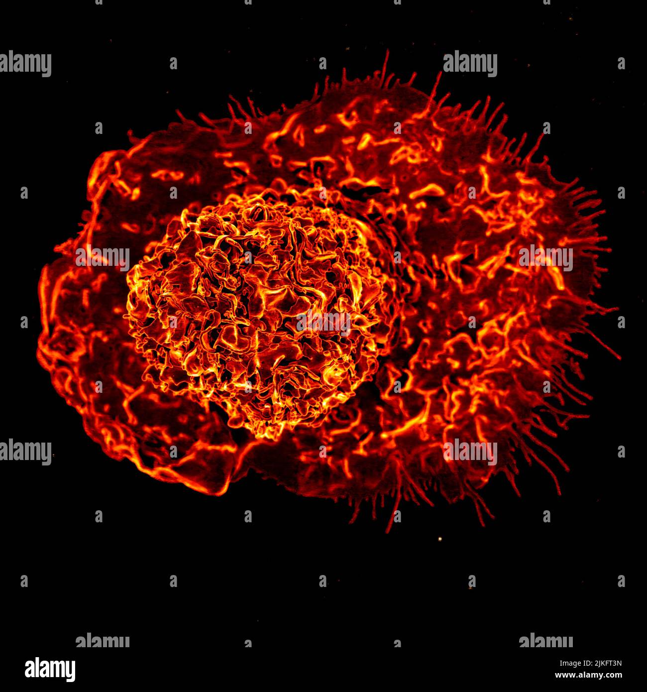Un microscopio a scansione elettronica immagini e fotografie stock ad ...