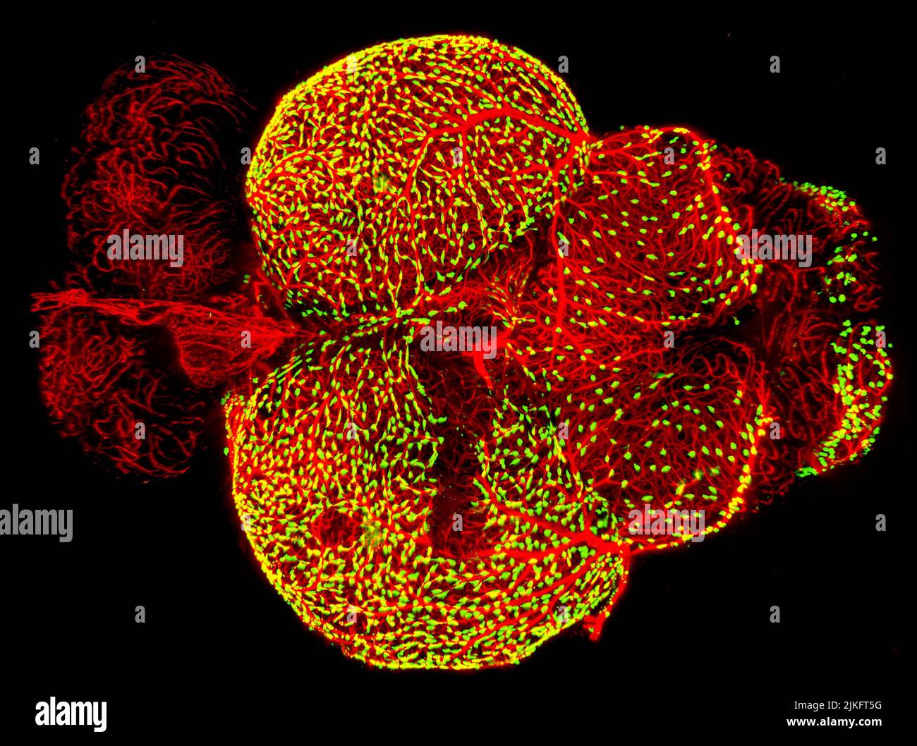 Questa immagine, vincitrice del concorso di bioarte della Federation of American Societies for Experimental Biology del 2017, mostra il cervello di uno zebrafish adulto, un organismo popolare per lo studio della funzione cerebrale. Cattura fitte reti di vasi sanguigni (rosso) che rivestono la superficie esterna del cervello. Accanto a molti di questi vasi sono in precedenza cellule poco studiate chiamate cellule periteliali granulari fluorescenti (verdi giallastre). Foto Stock