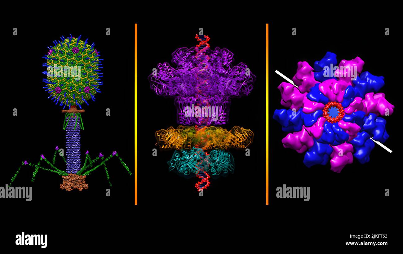 Un batteriofago è un virus che infetta i batteri. Il batteriofago T4 infetta i batteri E.coli. T4 l'invasione inizia toccando la parete cellulare batterica e iniettando DNA virale attraverso la sua coda simile a tubo (viola) nella cellula. Una 'macchina di imballaggio' (pannelli centrale e destro) tra il batteriofago 'testa' e 'coda' (punte verdi, gialle, blu) ha confermato DNA a doppio filamento (pannello centrale, rosso) a portata di mano. Foto Stock