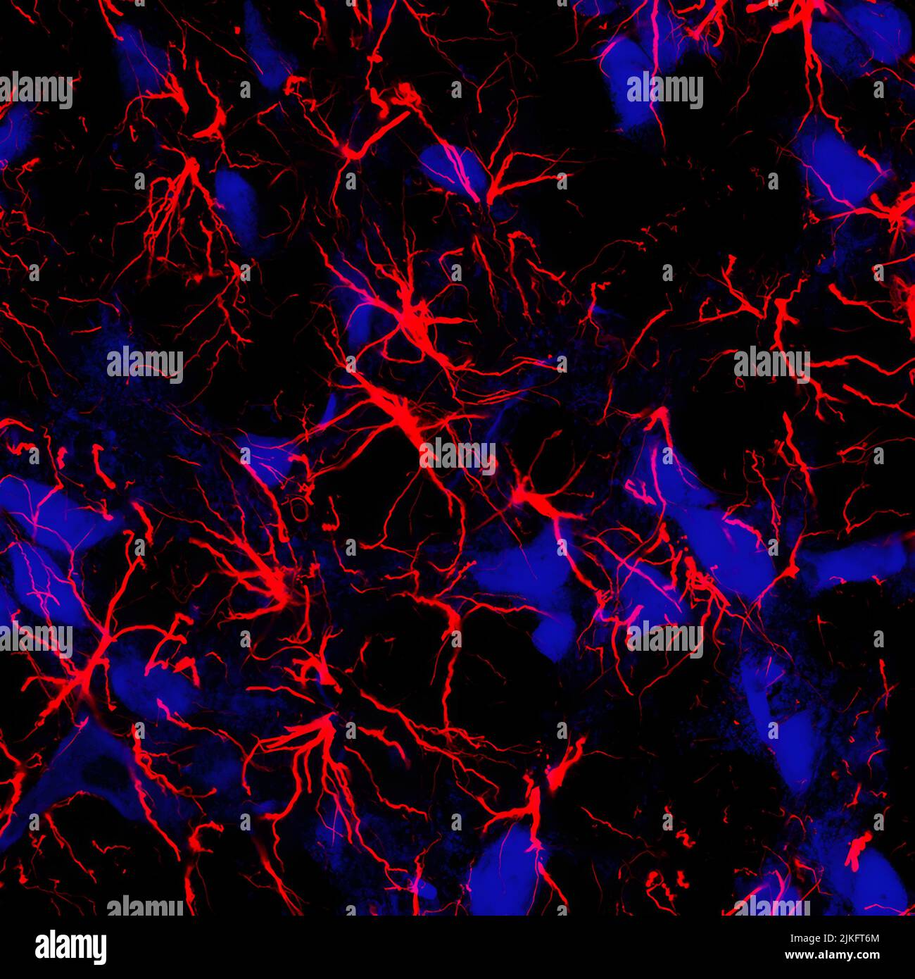 Uno studio NIH nei ratti mostra che cellule cerebrali a forma di stella chiamate astrociti (rosso) possono svolgere un ruolo attivo nella respirazione. Foto Stock