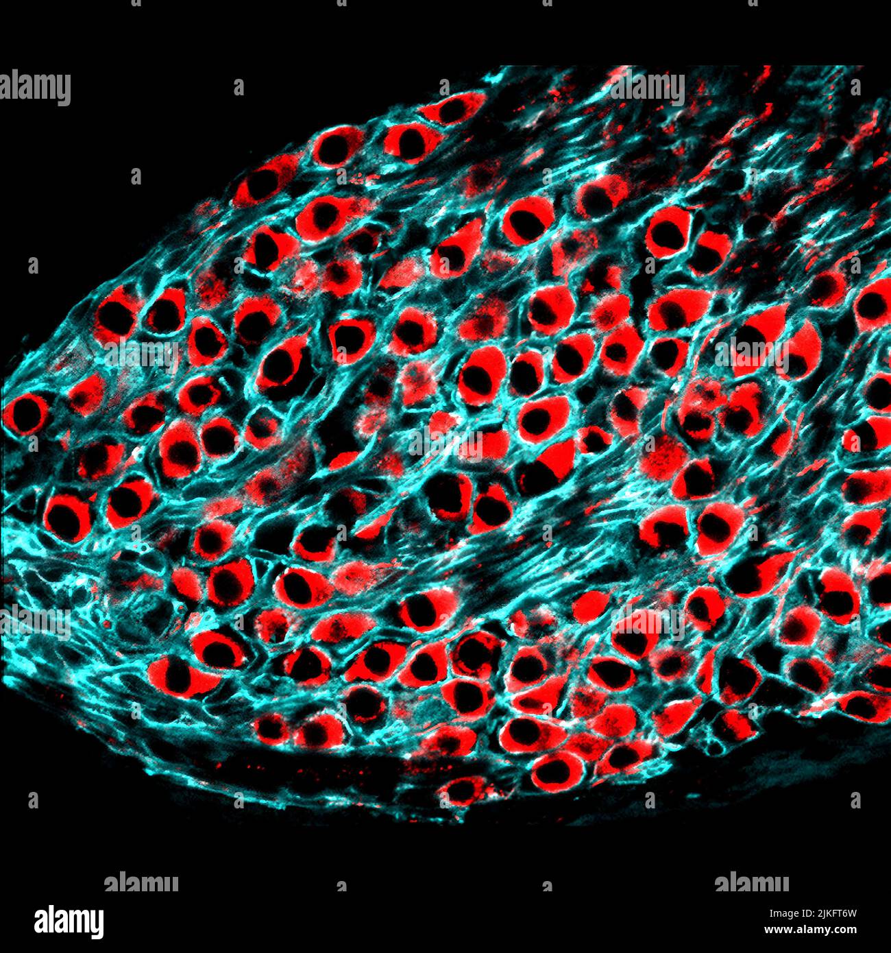 Una sezione del nervo uditivo in un topo giovane adulto. Le cellule gliali di supporto (blu) si allineano alle fibre neurali (rosse) e consentono un trasferimento rapido e affidabile delle informazioni sonore dall'orecchio al cervello. I ricercatori possono verificare se si tratta di cellule gliali per prevenire la perdita neurale e ripristinare l'udito. Foto Stock