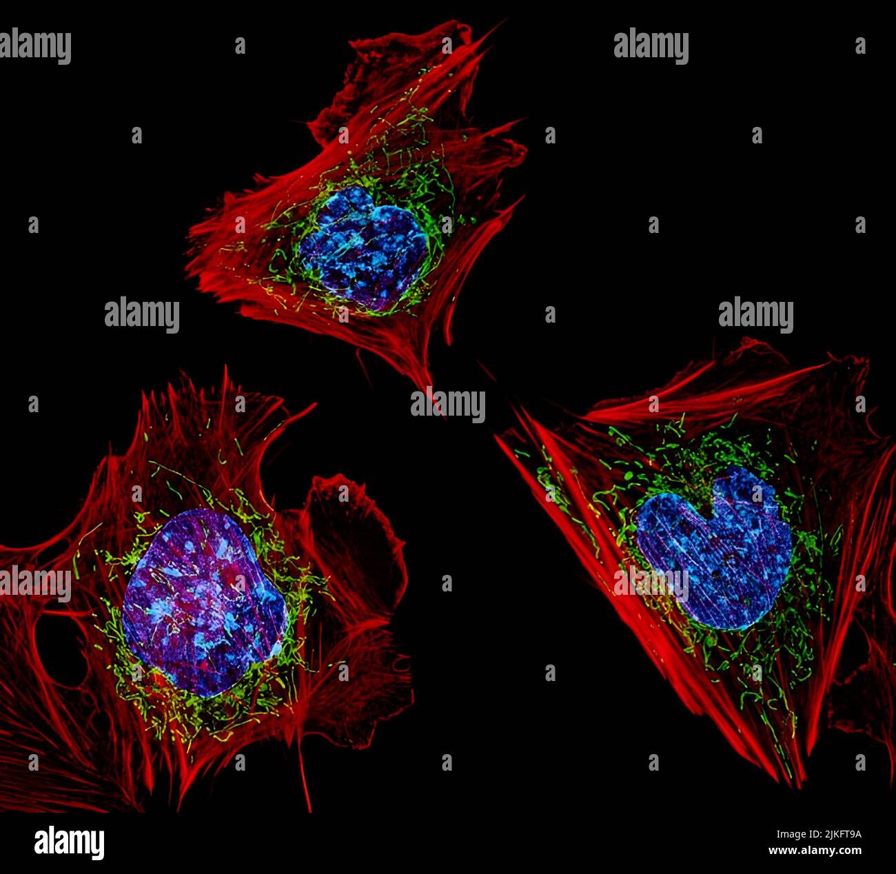 Le cellule qui mostrate sono fibroblasti, una delle cellule più comuni nel tessuto connettivo di mammifero. Queste cellule particolari sono state prelevate da un topo. Gli scienziati li hanno utilizzati per testare la potenza di una nuova tecnica di microscopia che offre viste vivide dell'interno di una cellula. Il DNA all'interno del nucleo (blu), dei mitocondri (verde) e dello scheletro cellulare (rosso) è chiaramente visibile. Foto Stock
