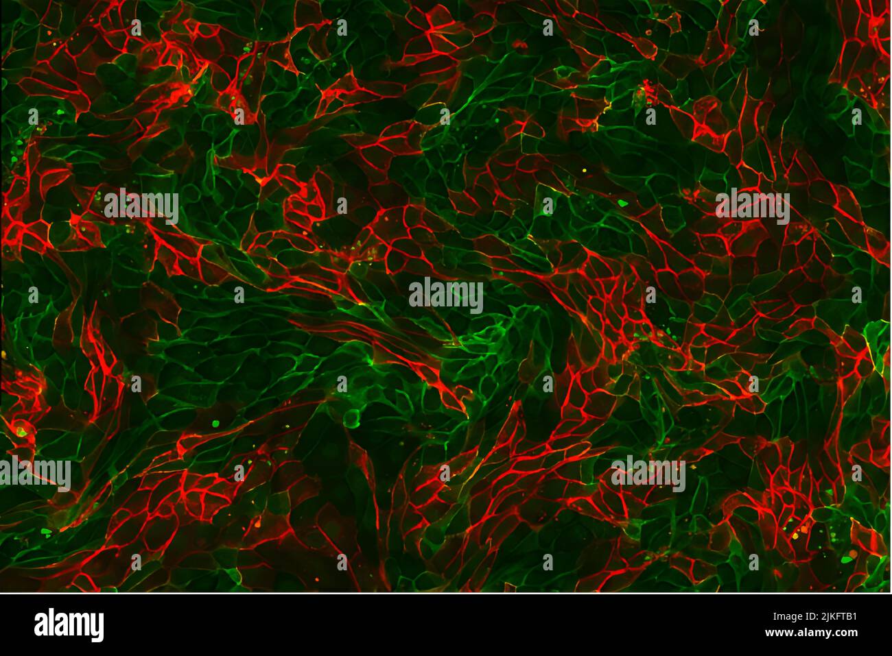Le cellule si attaccano insieme per formare membrane che regolano il flusso di nutrienti dentro e fuori del corpo. Queste cellule renali esprimono proteine che funzionano nell'adesione cellula-cellula marcate con una proteina fluorescente verde o rossa. Queste proteine sono essenziali per mantenere la forma degli organi all'interno del nostro corpo. Foto Stock