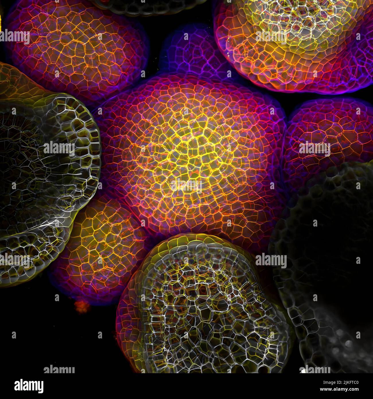 Nelle piante, come negli animali, le cellule staminali possono svilupparsi in una varietà di diversi tipi di cellule. Le cellule staminali all'estremità crescente di questa pianta Arabidopsis presto cresceranno in fiori. L'Arabidopsis è spesso studiato da biologi cellulari e molecolari perché cresce rapidamente (il suo ciclo di vita è solo 6 settimane), produce molti semi, e ha un genoma facilmente manipolabile. Foto Stock