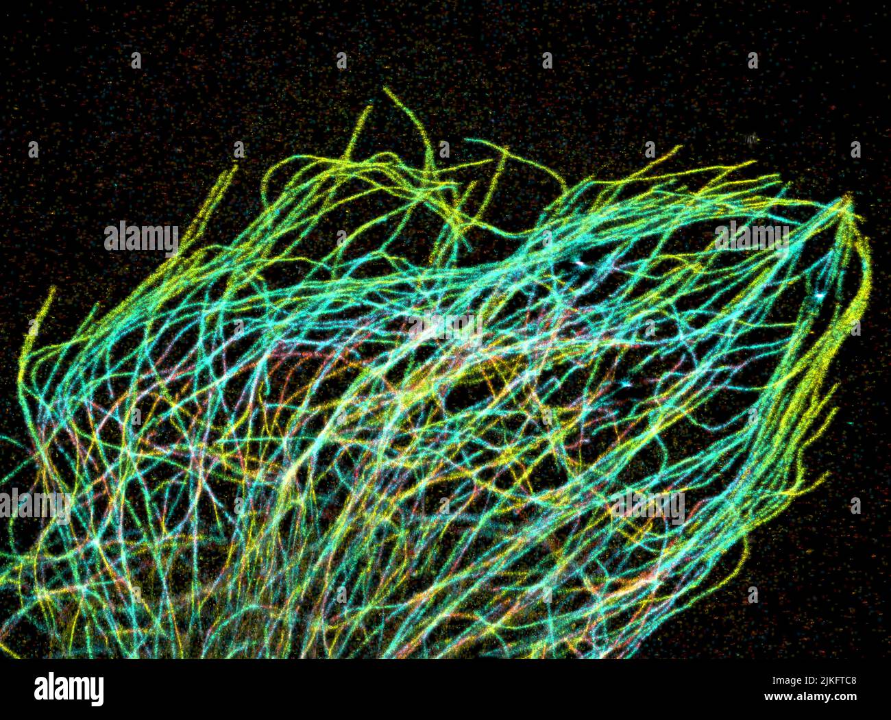 Trefoli di tubulina, una proteina scheletrica cellulare, fotografata utilizzando una tecnica di microscopia ad alta risoluzione che ha vinto il Premio Nobel 2014 in chimica. Foto Stock