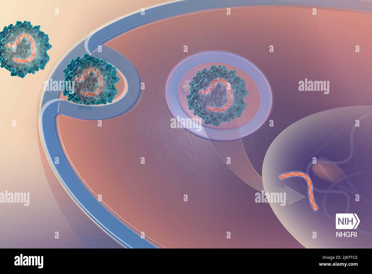 La terapia genica consisteva nell'inserire una copia funzionale del gene NPC1 in topi noti per avere la malattia. Gli animali trattati sono stati poi trovati per avere meno gravi NPC1 sintomi. Lo studio NIH sui topi potrebbe condurre a studi clinici sull'uomo. Foto Stock
