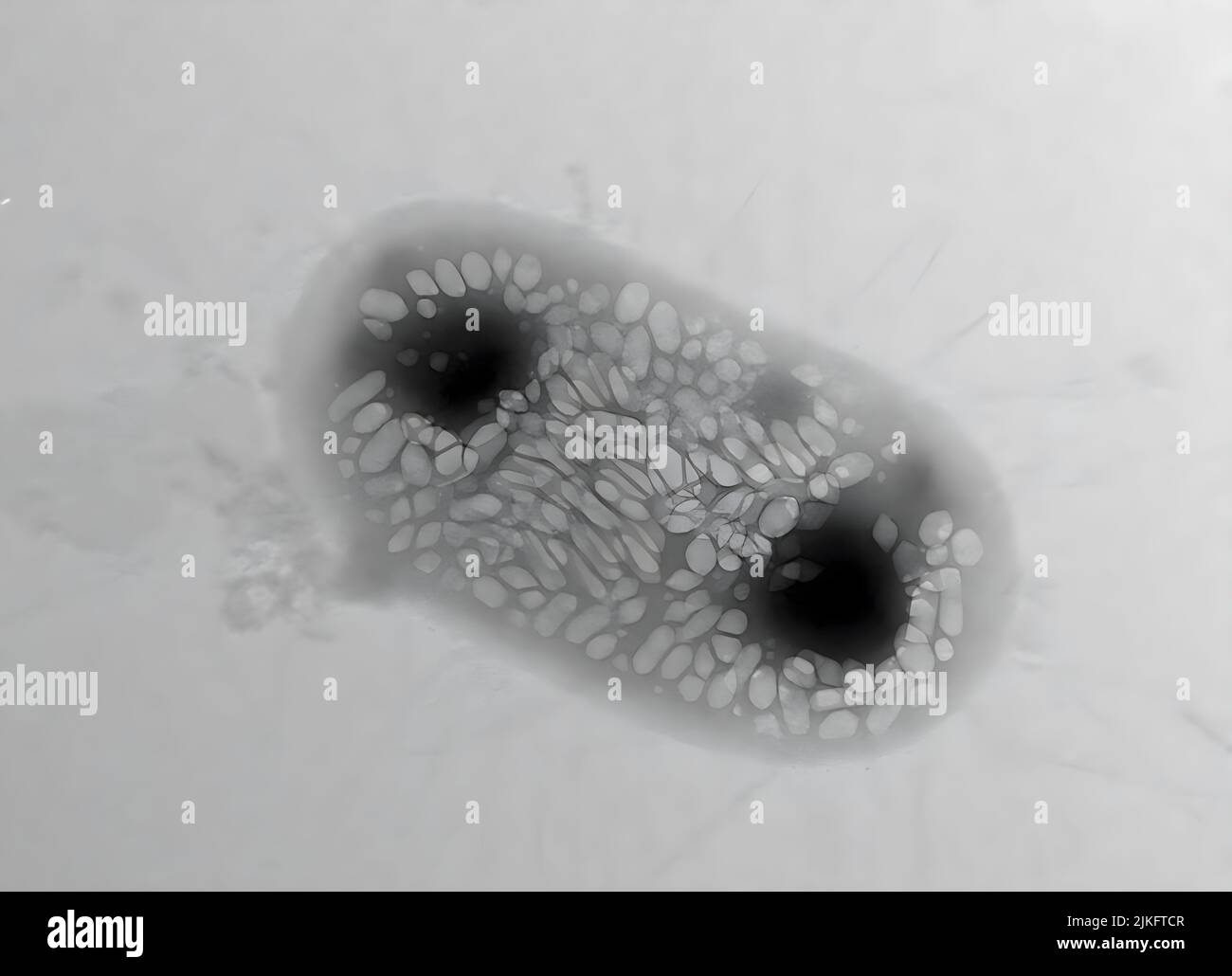 Microscopio elettronico a scansione tem immagini e fotografie stock ad alta  risoluzione - Alamy