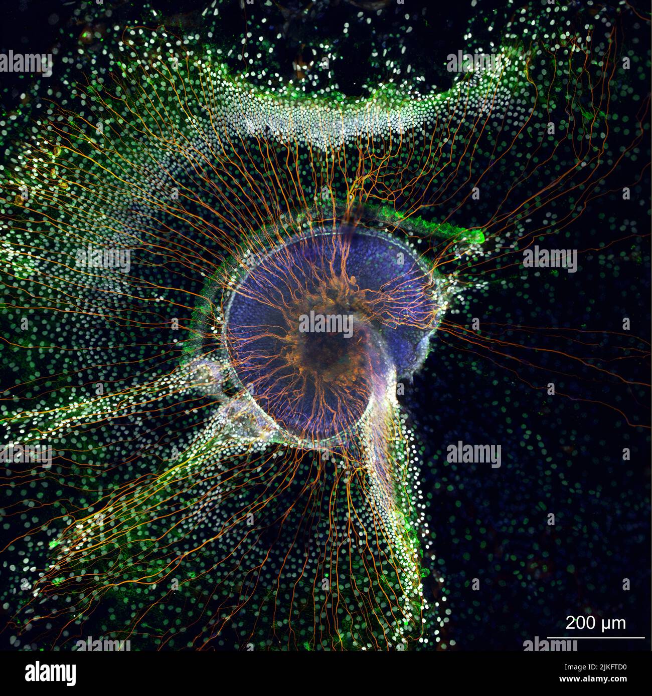 Una coclea di topo neonato (viola) cresciuta in coltura cellulare e neuroni (arancione) che inviano informazioni dalla coclea al cervello. La coclea è l'organo uditivo dell'orecchio interno. I ricercatori utilizzano queste strutture miniaturizzate per imparare come funzionano i singoli tipi di cellule e per testare potenziali terapie per la perdita dell'udito. Foto Stock