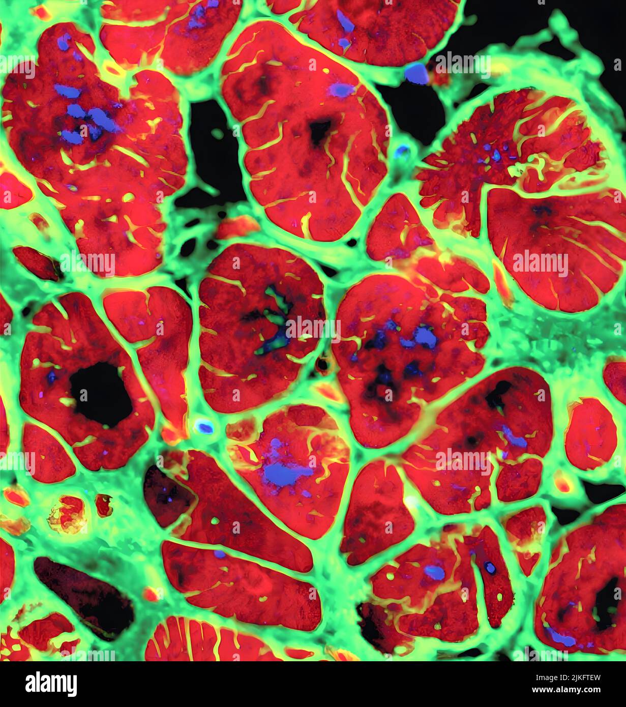 Il tessuto cardiaco di tipo adulto ingegnerizzato da cellule staminali pluripotenti umane contiene tubuli trasversali, il segno di maturità, visibile su immagini immunofluorescenti. I ricercatori possono ora utilizzare le cellule staminali pluripotenti indotte (iPSC) per addestrare un modello di muscolo cardiaco umano simile a quello di un adulto introducendo una stimolazione elettrica e meccanica in una fase iniziale. Poiché questo muscolo è simile al cuore dell'adulto, potrebbe servire come modello migliore per testare gli effetti delle droghe e delle sostanze tossiche che i modelli di cuore tessuti-ingegnerizzati correnti. Foto Stock