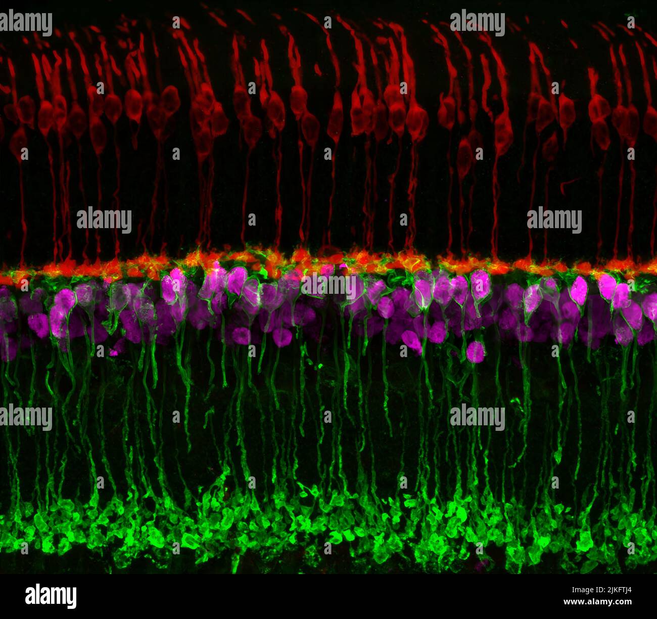 Circuiti neurali nella retina del topo. I fotorecettori a cono (rossi) consentono ai neuroni bipolari a visione a colori (magenta) di trasmettere le informazioni più in basso nel circuito e un sottotipo di neurone bipolare (verde) aiuta i segnali di processo rilevati da altri fotorecettori nel penombra. Foto Stock