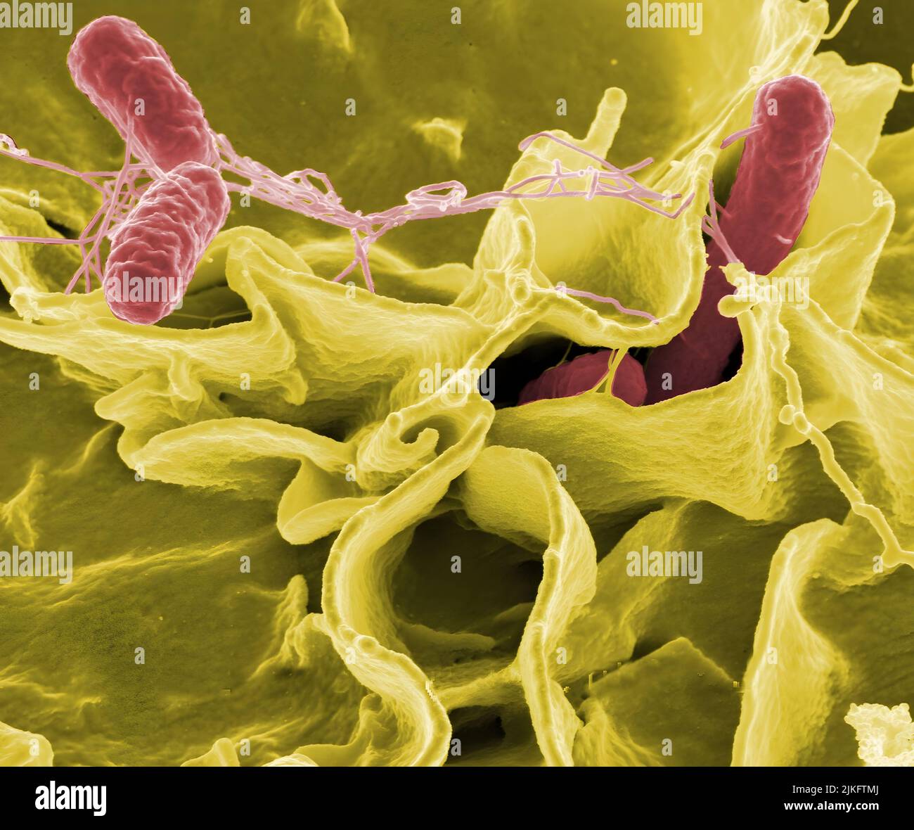 I batteri della salmonella, una causa comune di avvelenamento da cibo, hanno invaso una cellula immune. Foto Stock