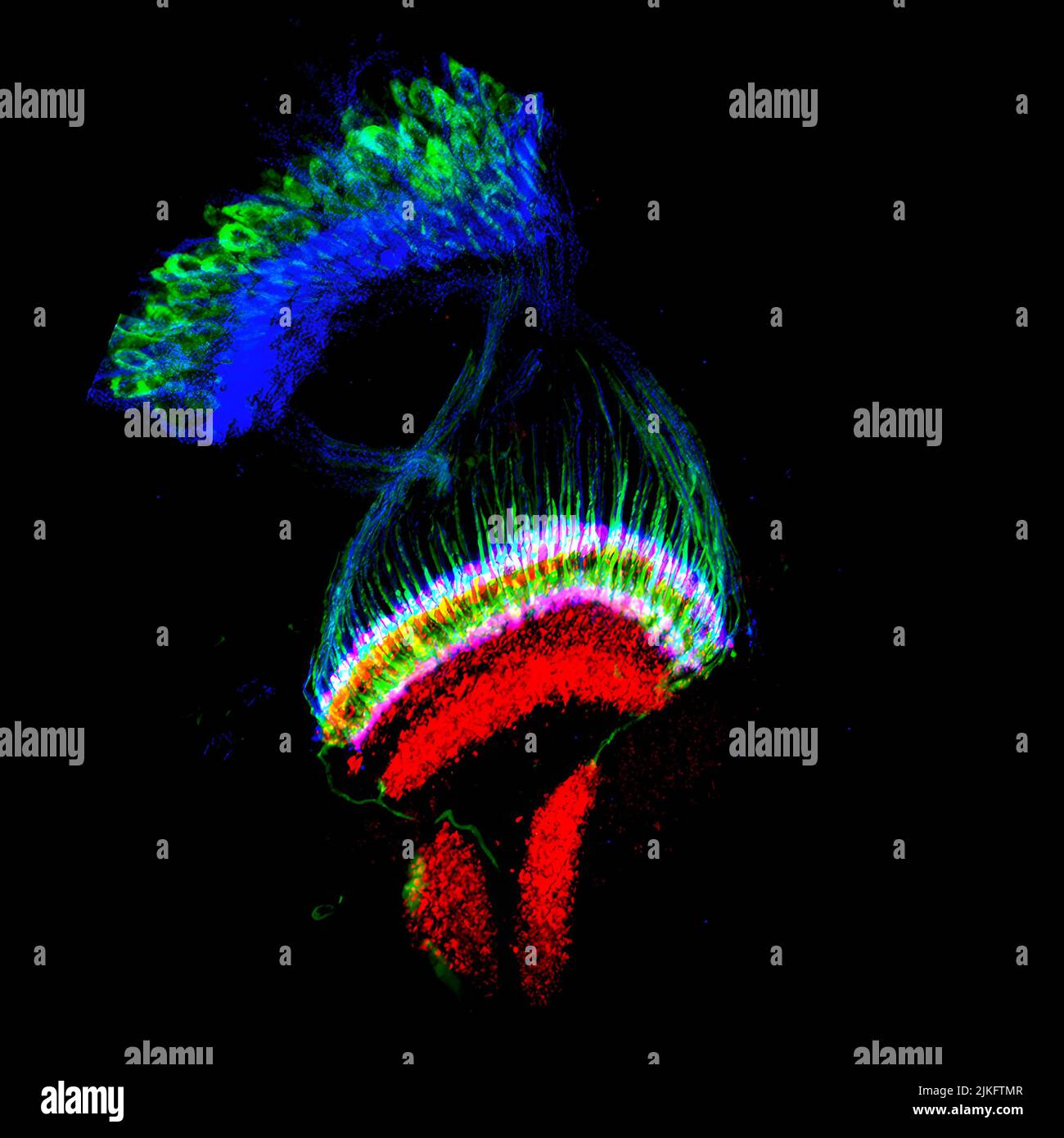 Sezione sottile del lobo ottico di un cervello pupale di Drosophila. Gli assoni fotorecettori (blu) e i neuroni della lamina (verde) bypassano la lamina e si proiettano in diversi strati della medulla (rossa, centrale), dove le informazioni visive vengono integrate e processate e poi trasmesse al complesso della lobula (rossa, inferiore). Foto Stock