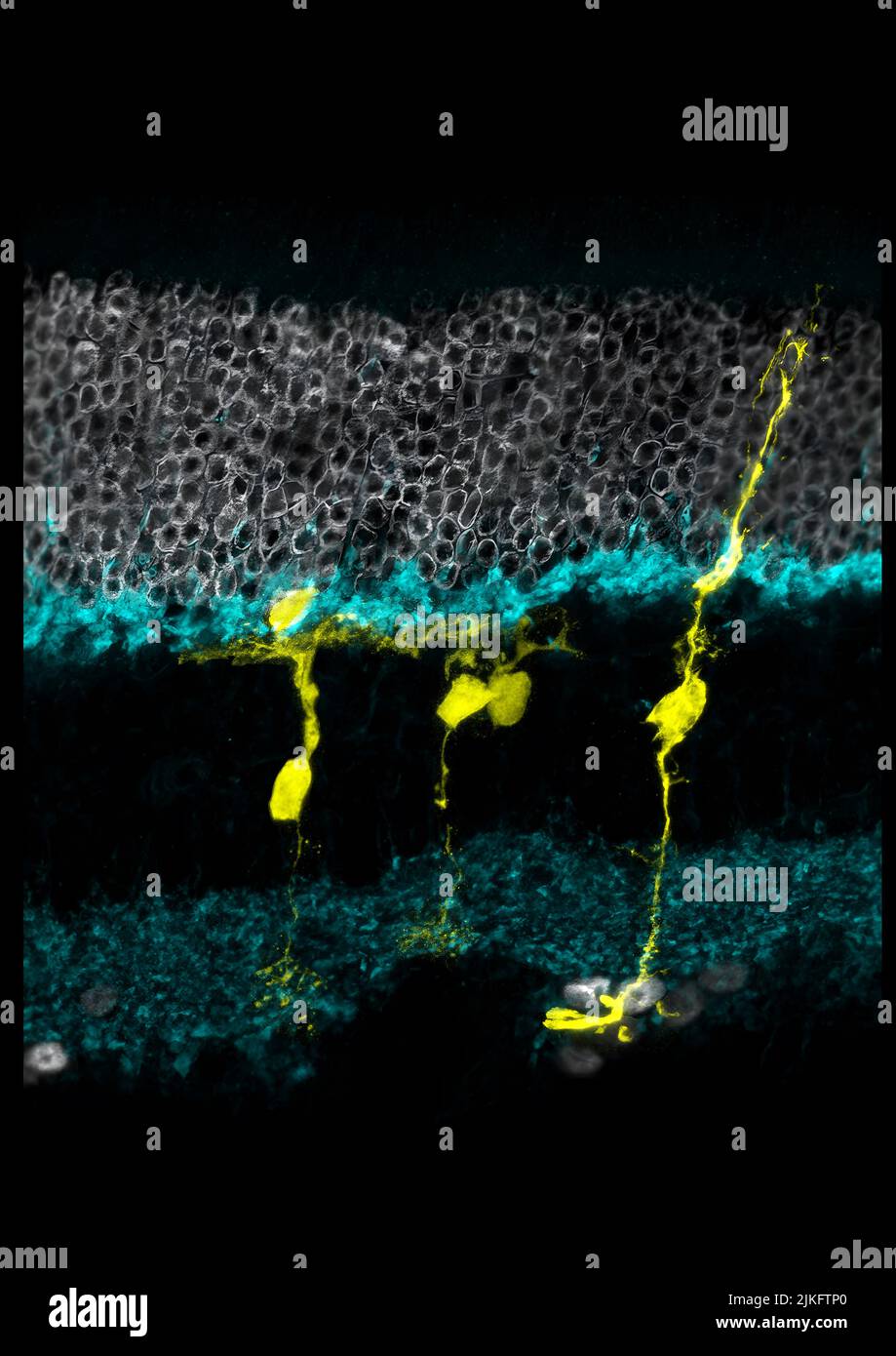 Le cellule in un occhio di topo ferito possono essere coassate nella rigenerazione in neuroni, e questi nuovi neuroni sembrano integrarsi nella circuiteria dell'occhio, secondo una nuova ricerca. I risultati potenzialmente aprono la porta a nuovi trattamenti per trauma oculare e malattia retinica. Foto Stock