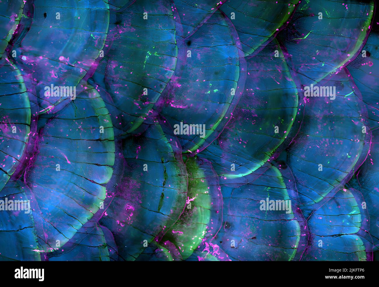 Le bilance Zebrafish possono fornire informazioni sull'importanza dei vasi linfatici per la crescita e lo sviluppo dei tessuti. Questa foto di uno zebrafo adulto anestetizzato è stata scattata usando un microscopio potente che usa laser per illuminare il pesce. L'immagine mostra le scale dei pesci con vasi linfatici in verde e le strutture in scala in blu e magenta. Foto Stock