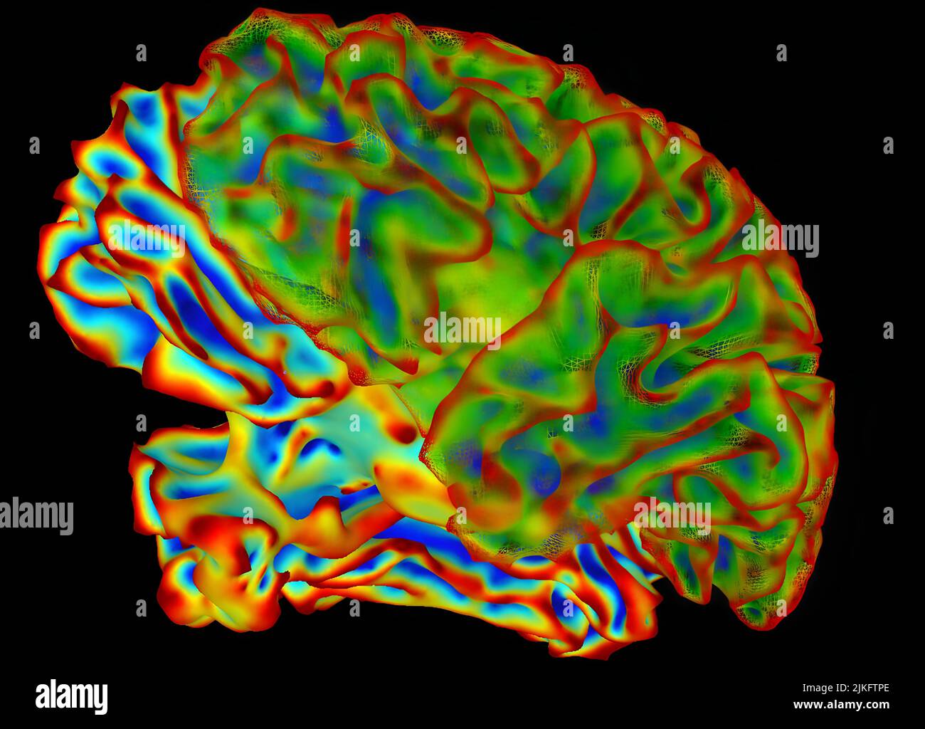 Immagine cerebrale intera multicolore per la ricerca di imaging cerebrale. Questa immagine è stata creata utilizzando un programma per computer di elaborazione delle immagini (chiamato SUMA), che viene utilizzato per dare un senso ai dati emessi dall'imaging di risonanza magnetica funzionale (fMRI). Foto Stock