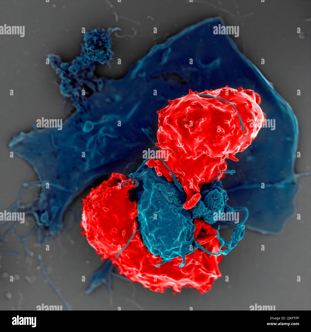 Immagine al microscopio elettronico a scansione di cellule T regolatrici (rosse) che interagiscono con cellule presentanti antigene (blu). Le cellule regolatrici T possono sopprimere le risposte delle cellule T per mantenere l'omeostasi nel sistema immunitario. Foto Stock