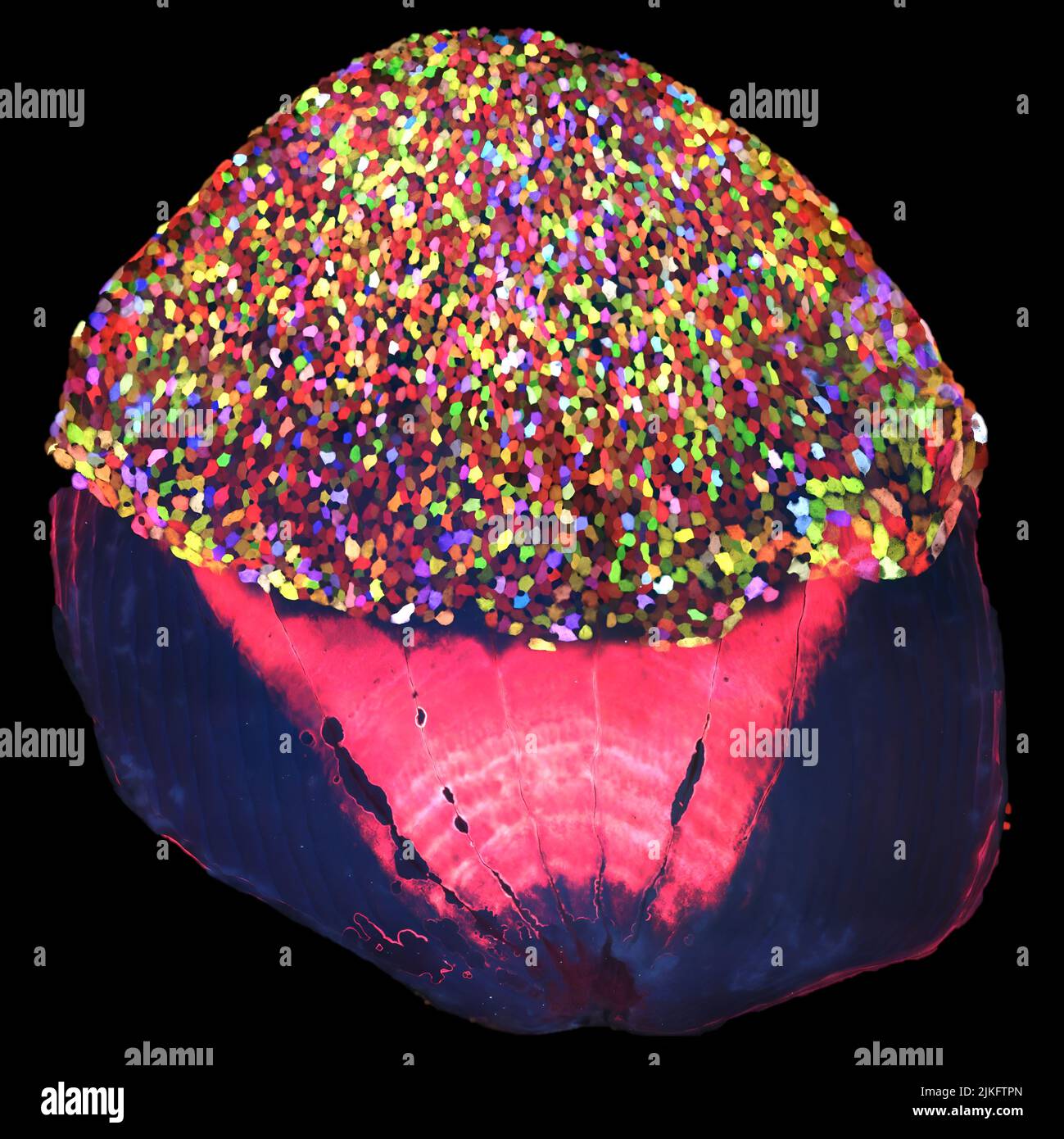 Una scala appena scomposta da uno Skinbow Zebrafish. Le cellule epiteliali che coprono la parte esposta della scala sono caratterizzate in diversi colori. Foto Stock