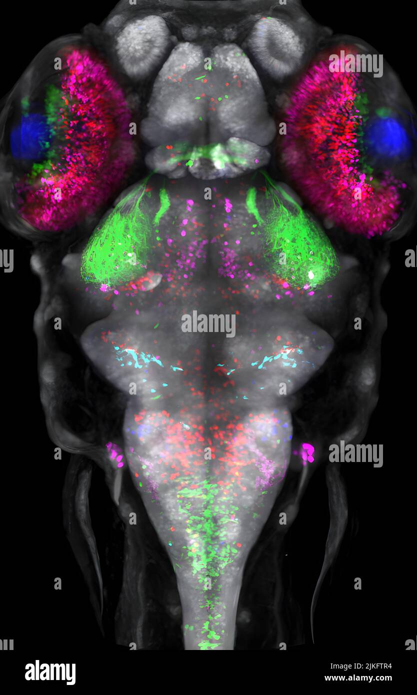 Sovrapposizione di immagini live di varie linee transgeniche di zebrafe. Foto Stock