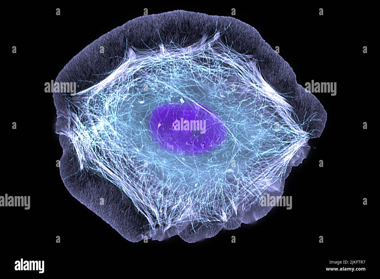 Questa cellula di pelle umana normale è stata trattata con un fattore di crescita che ha innescato la formazione di strutture proteiche specializzate che permettono alla cellula di muoversi. Dipendiamo dal movimento delle cellule per le funzioni di base come le ferite healing e lanciare una risposta immune. Foto Stock