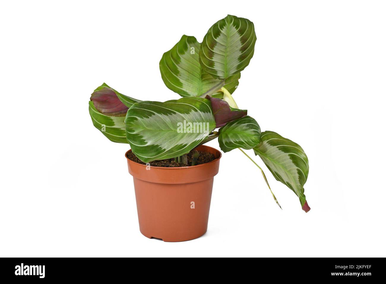 Houseplant esotico 'Maranta Leuconeura Silver Band' in flower pot su sfondo bianco Foto Stock