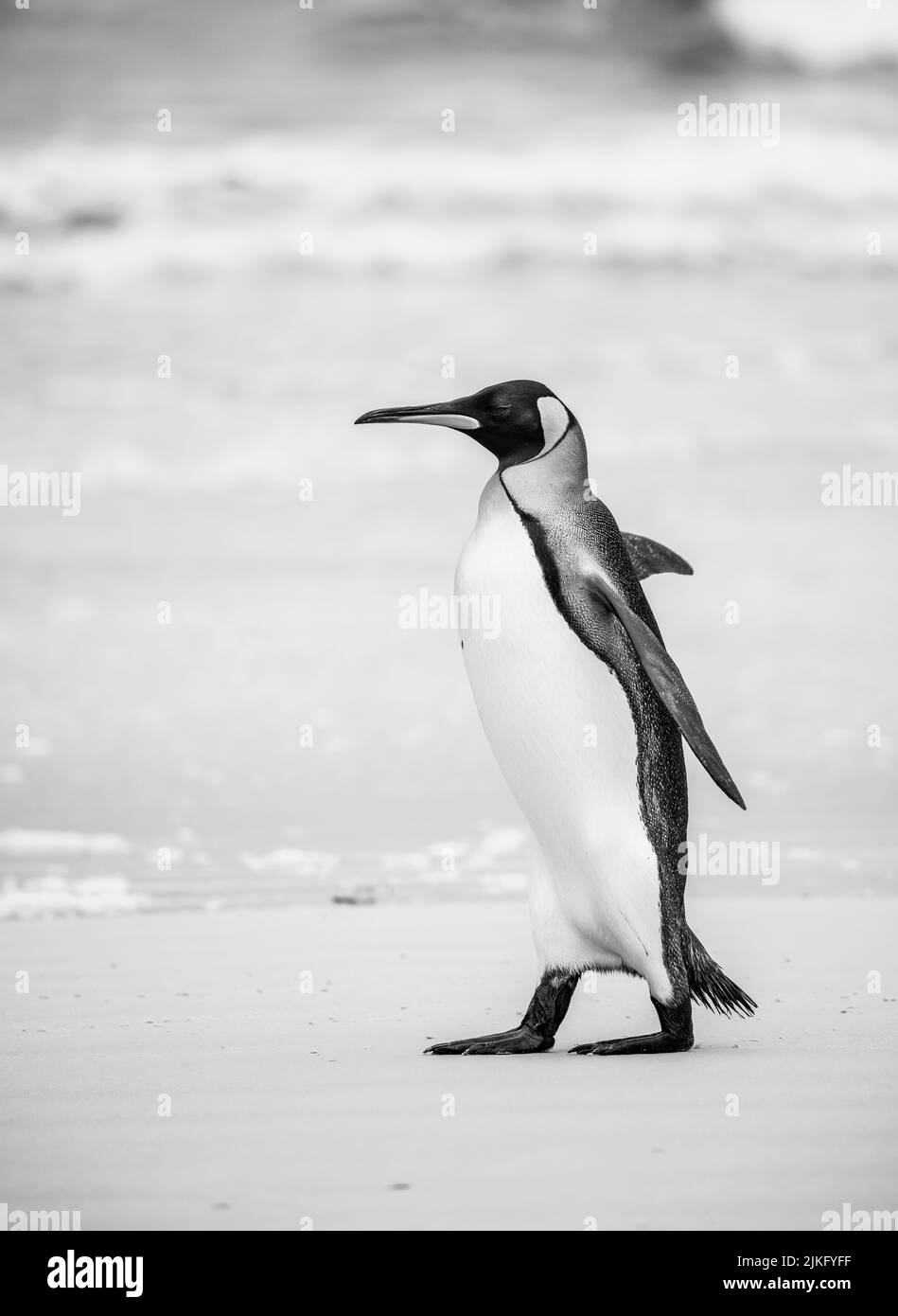 Il pinguino reale (Aptenodytes patagonicus) è la seconda specie più grande di pinguino e si riproduce in diverse località delle isole Falkland Foto Stock