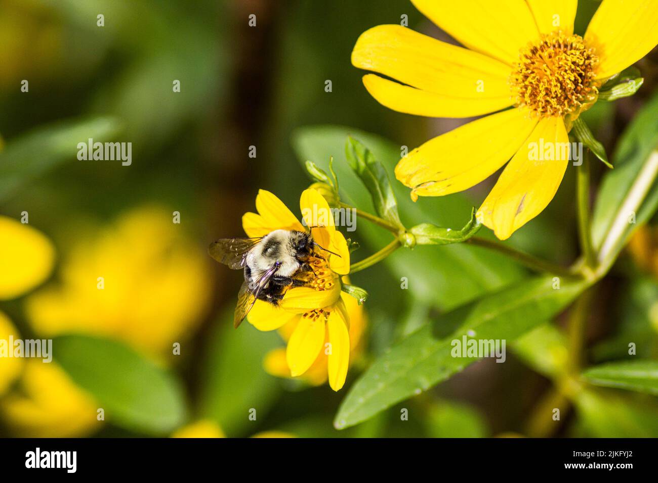 Un primo piano di un'ape su un fiore giallo Foto Stock