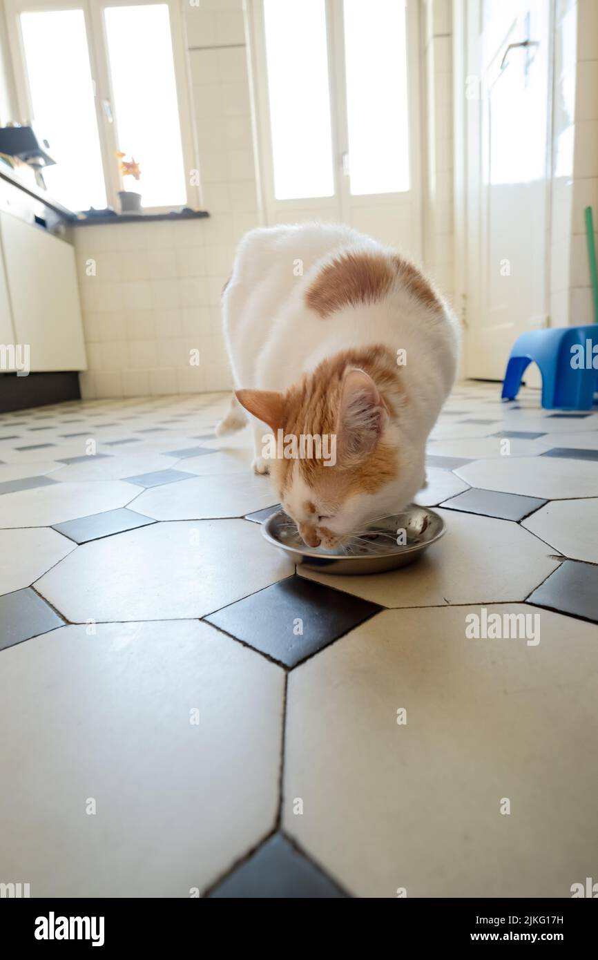 21.05.2022, Germania, Brema, Brema - Gatto mangiare in cucina. 00A220521D072CAROEX.JPG [RELEASE MODELLO: NON APPLICABILE, RELEASE PROPRIETÀ: NO (C) CARO Foto Stock