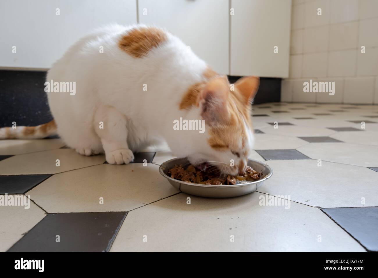 21.05.2022, Germania, Brema, Brema - Gatto mangiare in cucina. 00A220521D049CAROEX.JPG [RELEASE MODELLO: NON APPLICABILE, RELEASE PROPRIETÀ: NO (C) CARO Foto Stock