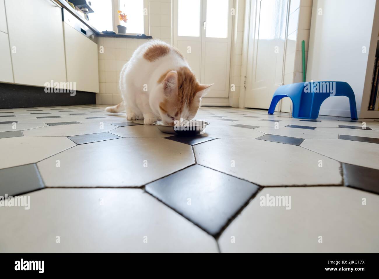21.05.2022, Germania, Brema, Brema - Gatto mangiare in cucina. 00A220521D066CAROEX.JPG [RELEASE MODELLO: NON APPLICABILE, RELEASE PROPRIETÀ: NO (C) CARO Foto Stock