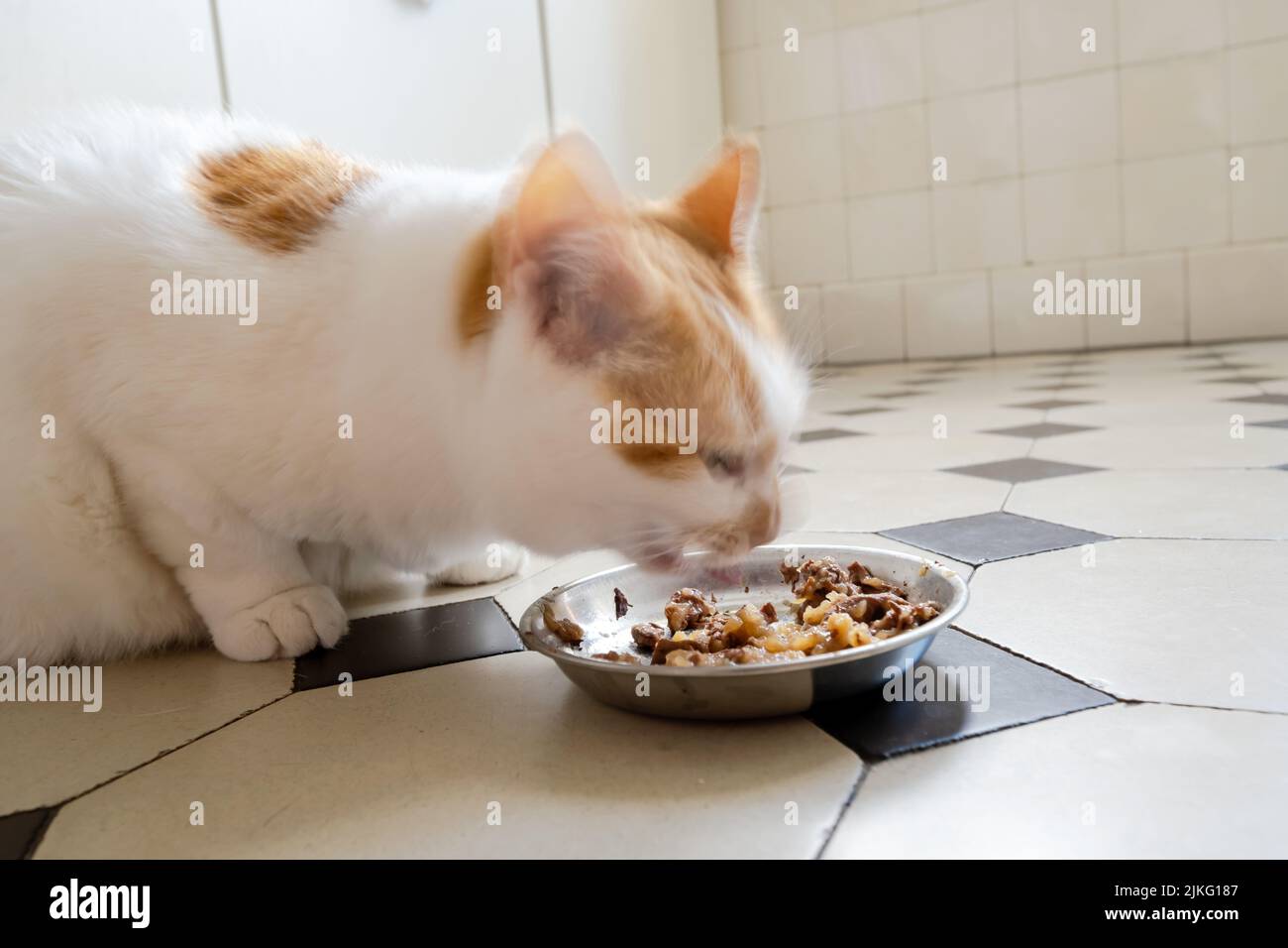 21.05.2022, Germania, Brema, Brema - Gatto mangiare in cucina. 00A220521D038CAROEX.JPG [RELEASE MODELLO: NON APPLICABILE, RELEASE PROPRIETÀ: NO (C) CARO Foto Stock