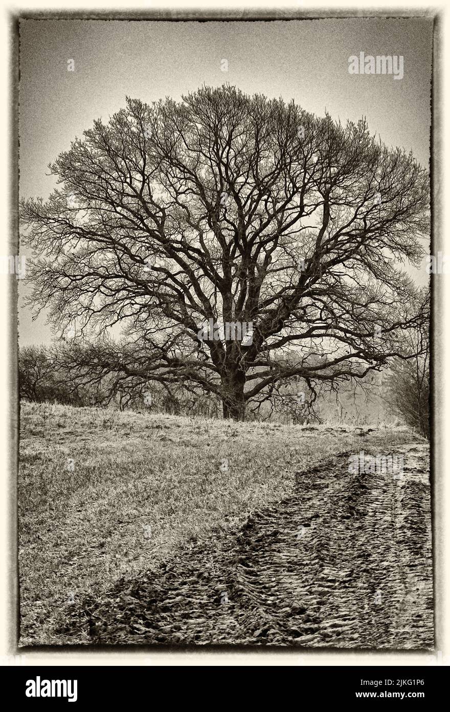 01.01.2022, Germania, Meclemburgo-Pomerania occidentale, Schependorf - albero di quercia in un campo. 00S220101D092CAROEX.JPG [RELEASE MODELLO: NO, RELEASE PROPRIETÀ: N Foto Stock