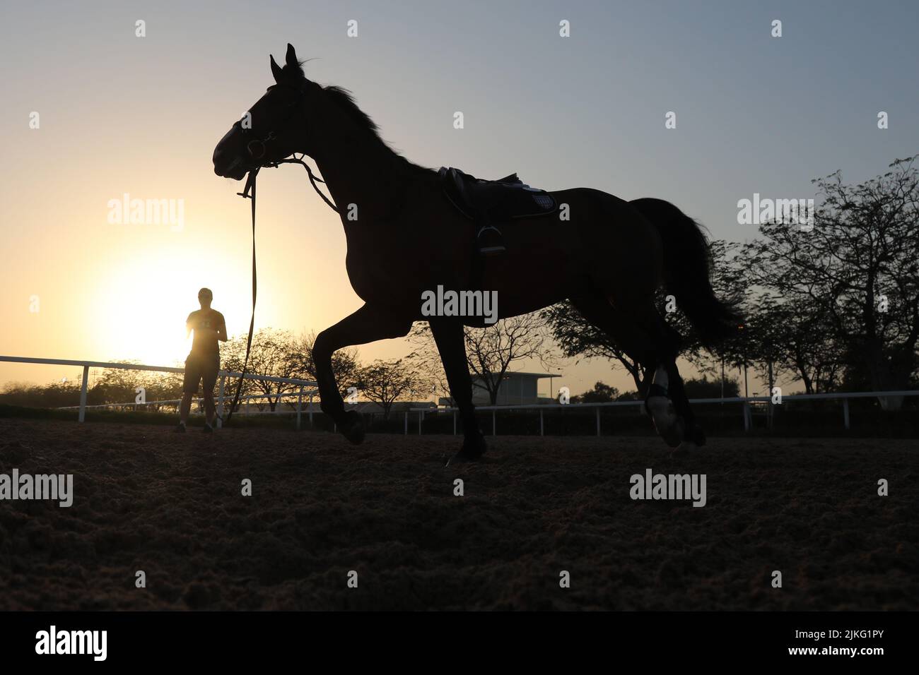 23.02.2022, Qatar, , Doha - Silhouette: Il cavallo è luned con sella in serata. 00S220223D138CAROEX.JPG [RELEASE MODELLO: NO, RELEASE PROPRIETÀ: N Foto Stock