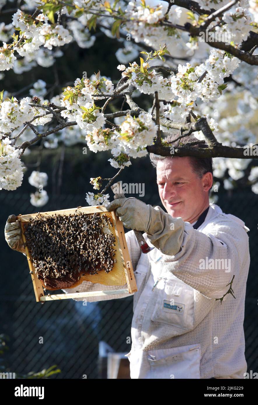 17.04.2022, Germania, Brandeburgo, Neuenhagen - Beekeeper che guarda sotto un albero di ciliegio blu ad un nido d'ape della sua colonia di api. 00S220417D340CAROEX.JPG [M Foto Stock