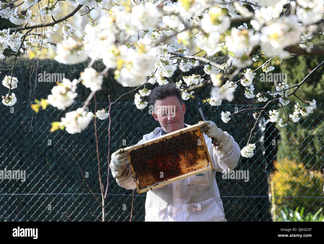 17.04.2022, Germania, Brandeburgo, Neuenhagen - Beekeeper guarda contentatamente sotto un albero di ciliegi bluastri ad un nido d'ape della sua colonia di api. 00S220417D335 Foto Stock