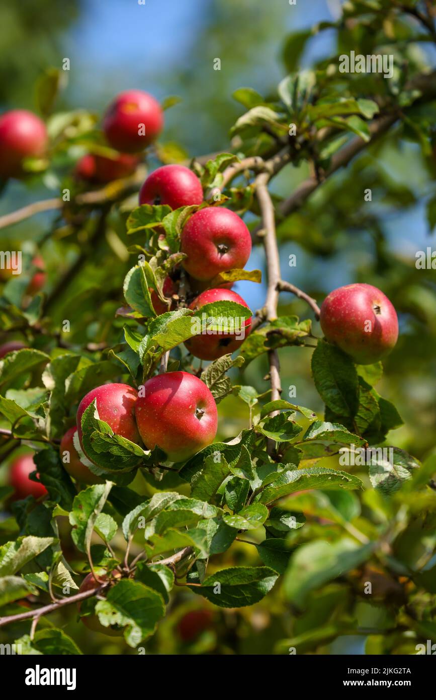 11.08.2021, Germania, Renania settentrionale-Vestfalia, Schwerte - mele mature su un albero in un frutteto prato. 00X220529D034CAROEX.JPG [VERSIONE MODELLO: NO, PROPERTT Foto Stock