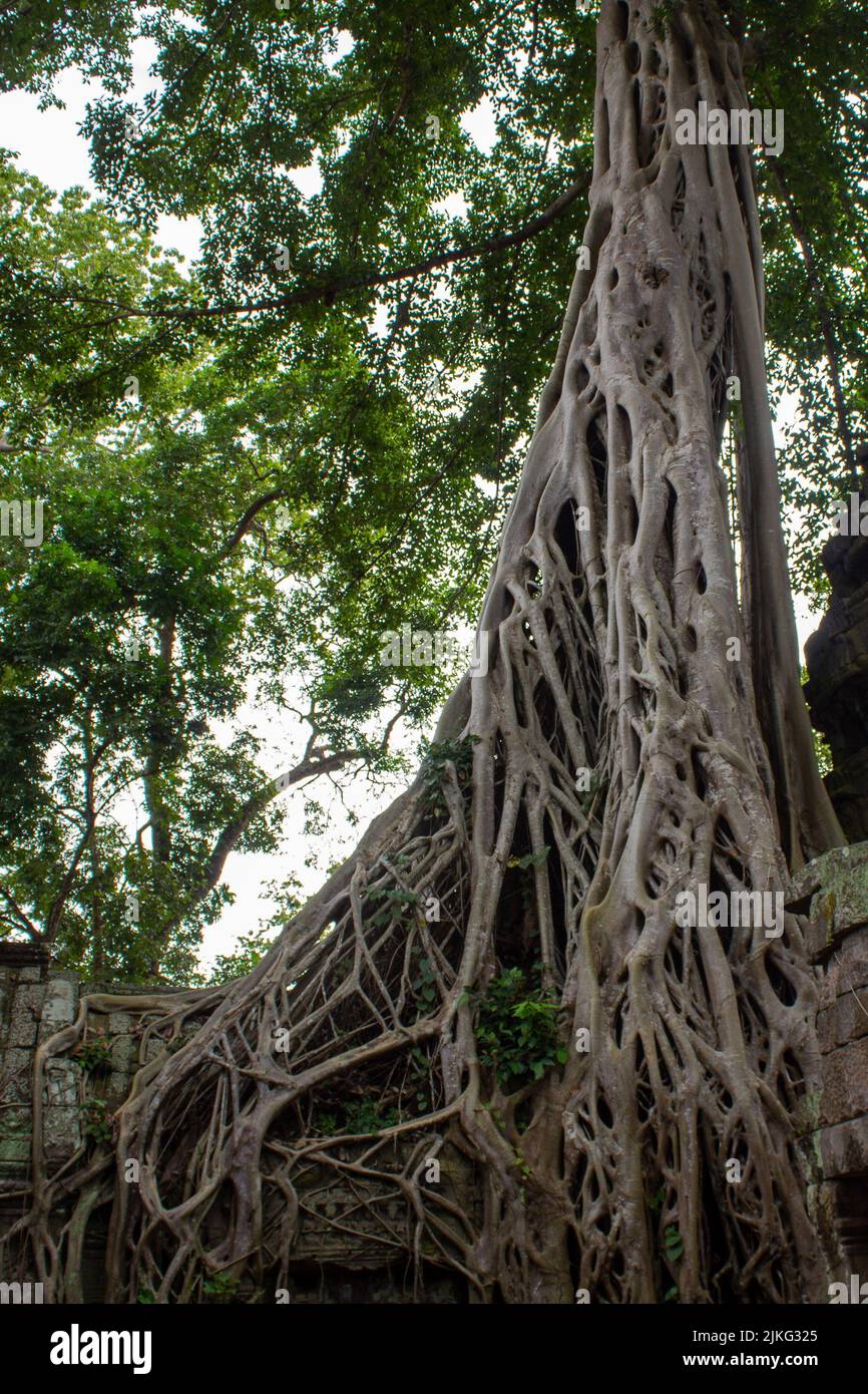 Un colpo verticale di un albero baniano (Ficus benghalensis) che cresce in una giungla in Cambogia Foto Stock