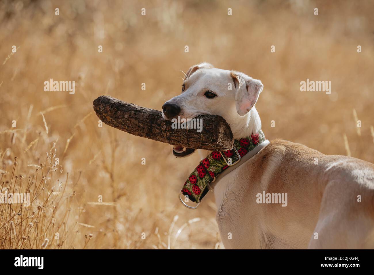 Ritratto divertente viso di un cane con una legna su sfondo di erba dorata Foto Stock