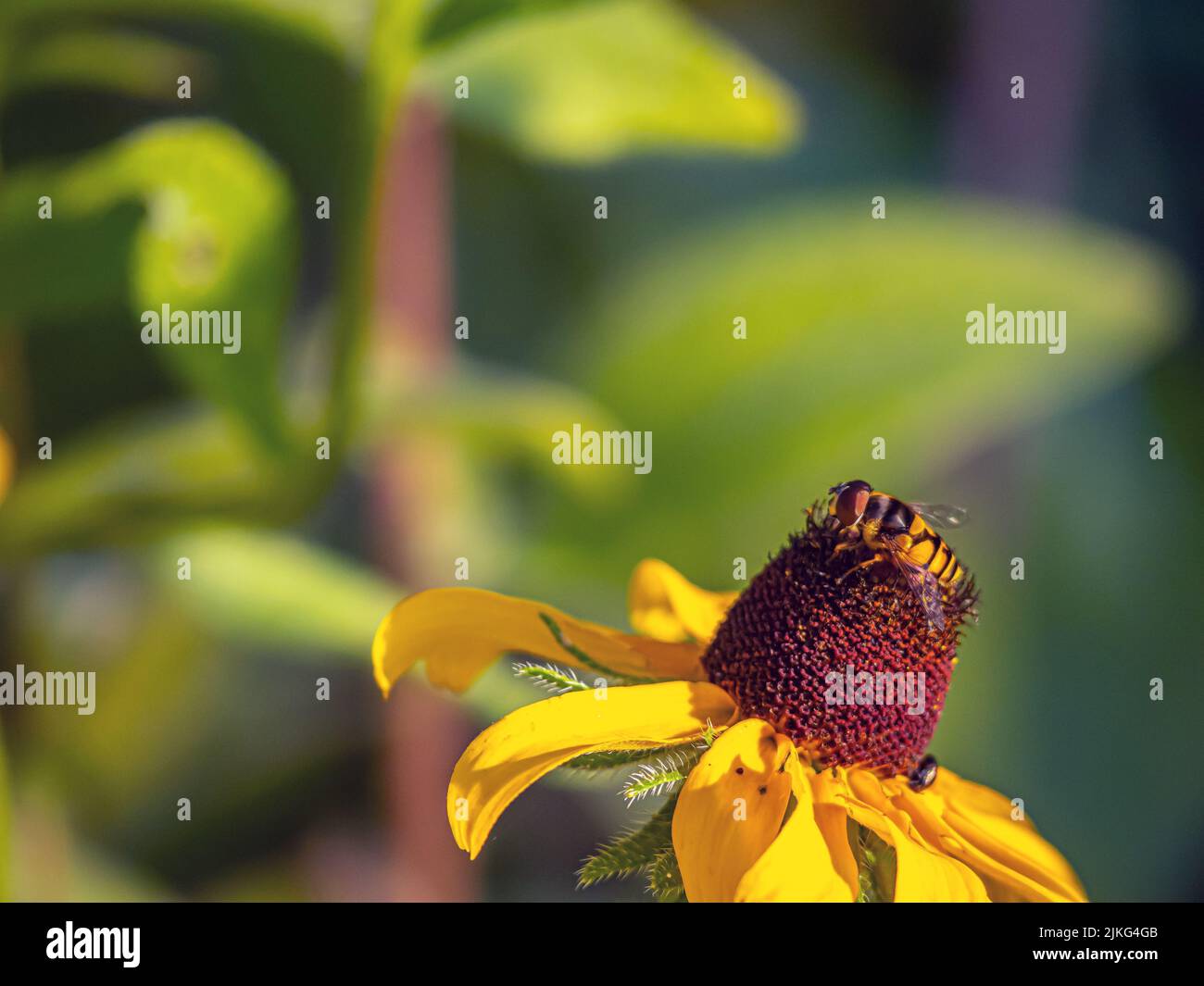 Le mosche del hover, anche denominate mosche del fiore o mosche dello sciroppo, compongono la famiglia degli insetti Syrphidae Foto Stock