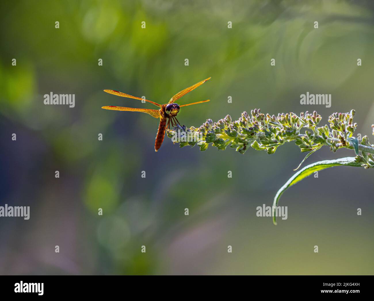 Dragonfly è un insetto appartenente all'ordine odonati, infraorder Anisoptera Foto Stock