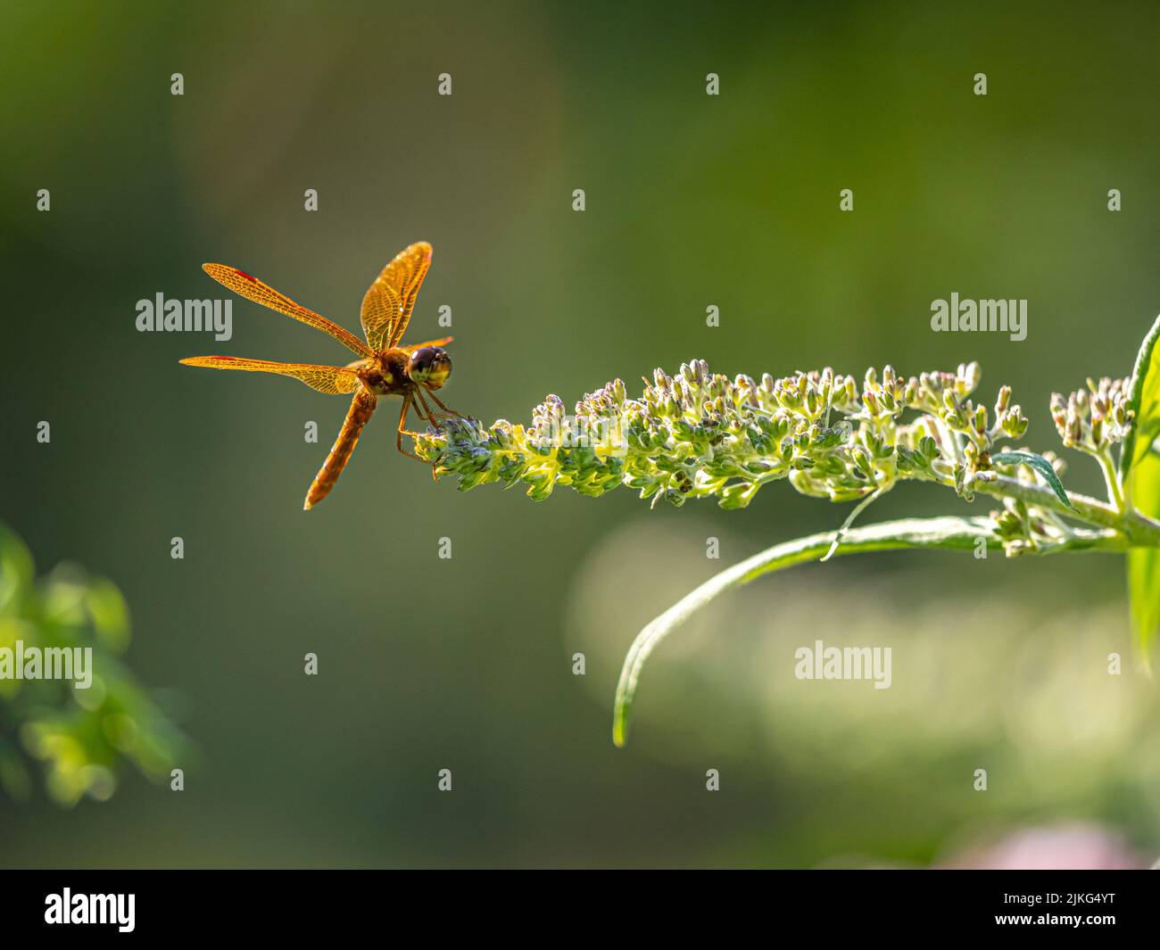 Dragonfly è un insetto appartenente all'ordine odonati, infraorder Anisoptera Foto Stock