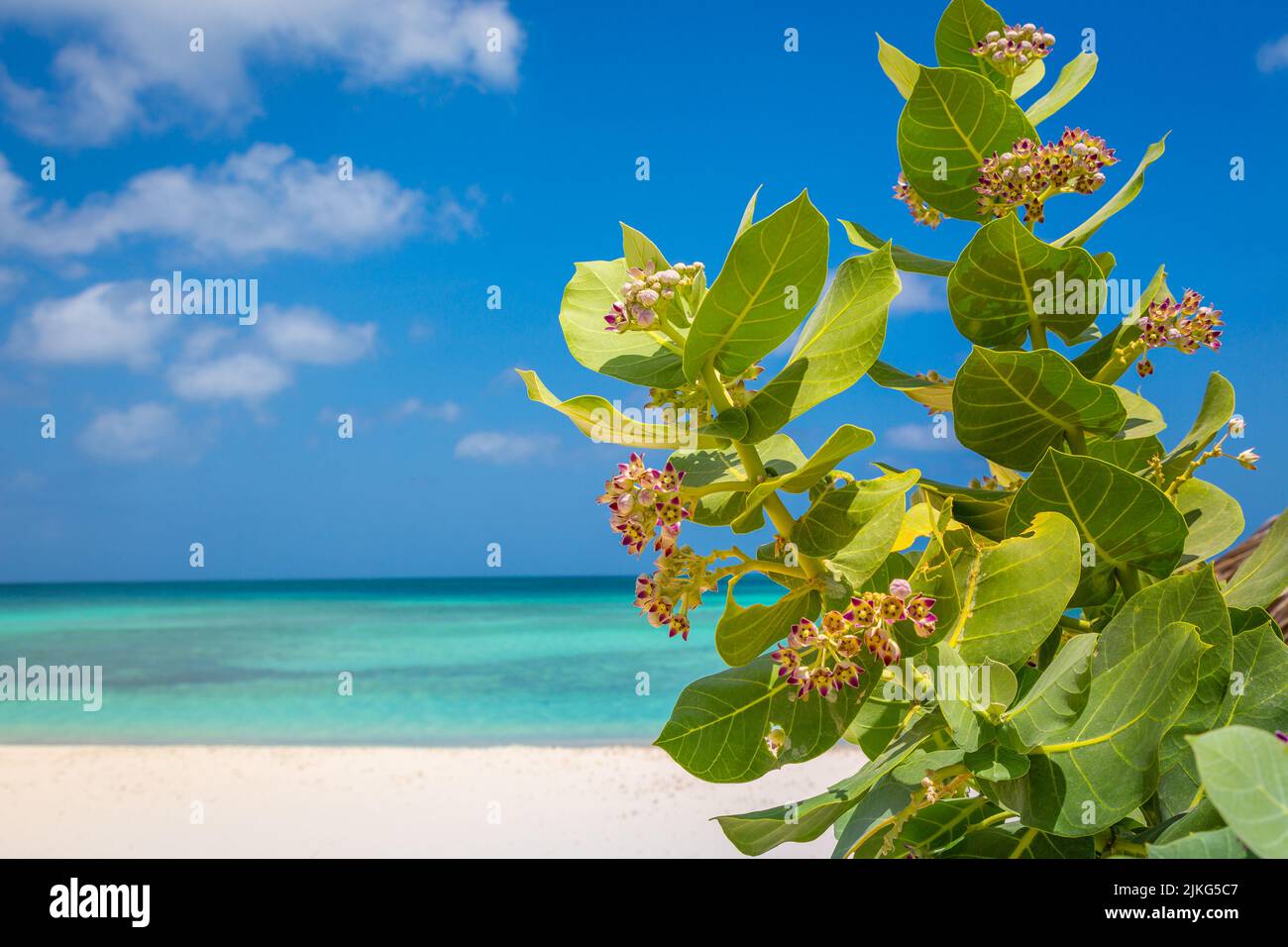 Idilliaco spiaggia di Aruba con albero tropicale, Antille olandesi Foto Stock