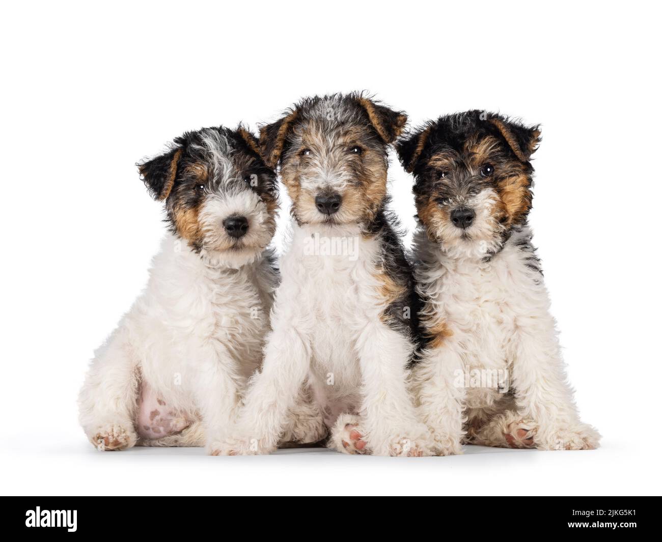 Fila di tre cuccioli di cane Fox Terrier, seduti di fronte. Guardando direttamente verso la fotocamera. Isolato su sfondo bianco. Foto Stock